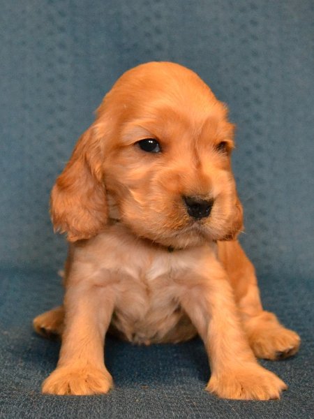 9 - tm. zelená fenka.JPG